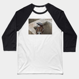 House sparrow sing Baseball T-Shirt